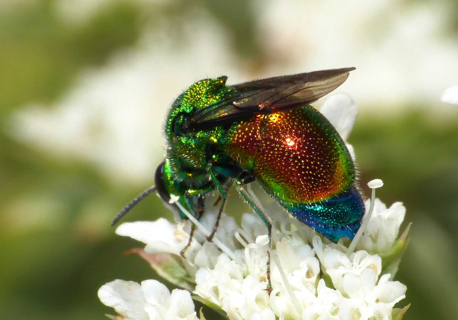 Grosso Chrysididae variopinto (Stilbum cianurum?)